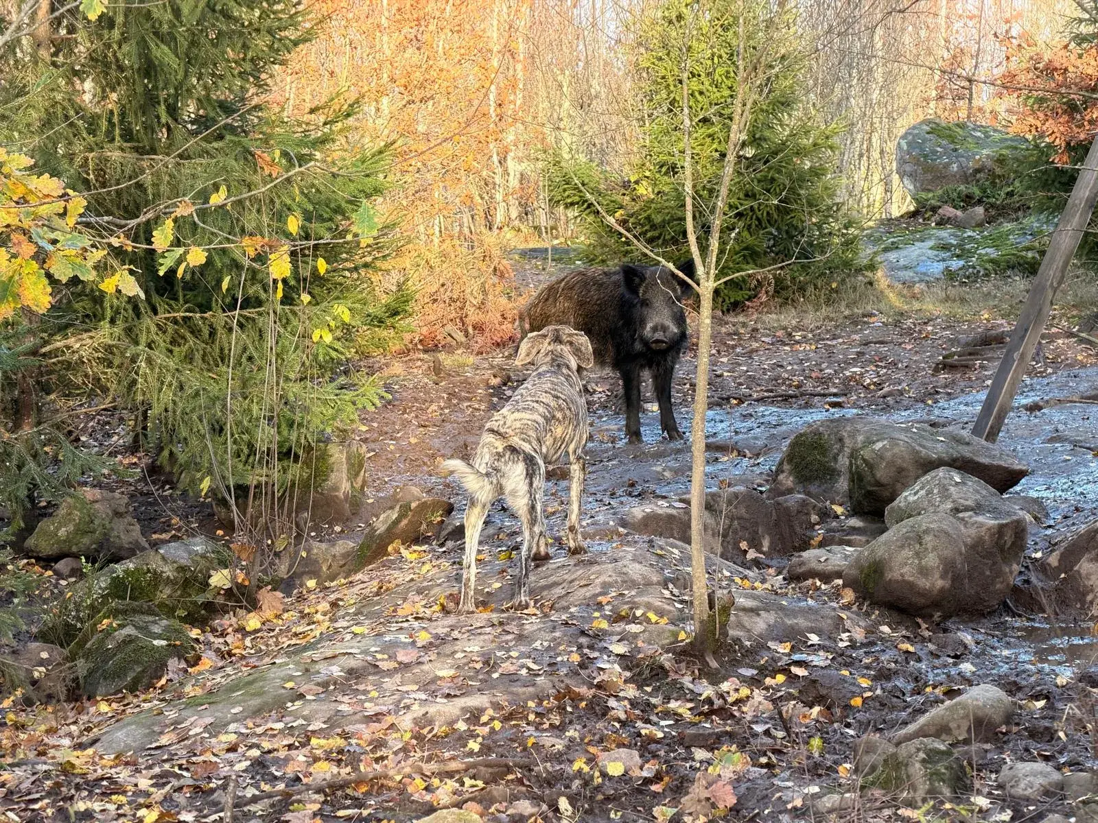 Jakthund tränar i professionellt vildsvinshägn i Blekinge - Fröjdadal