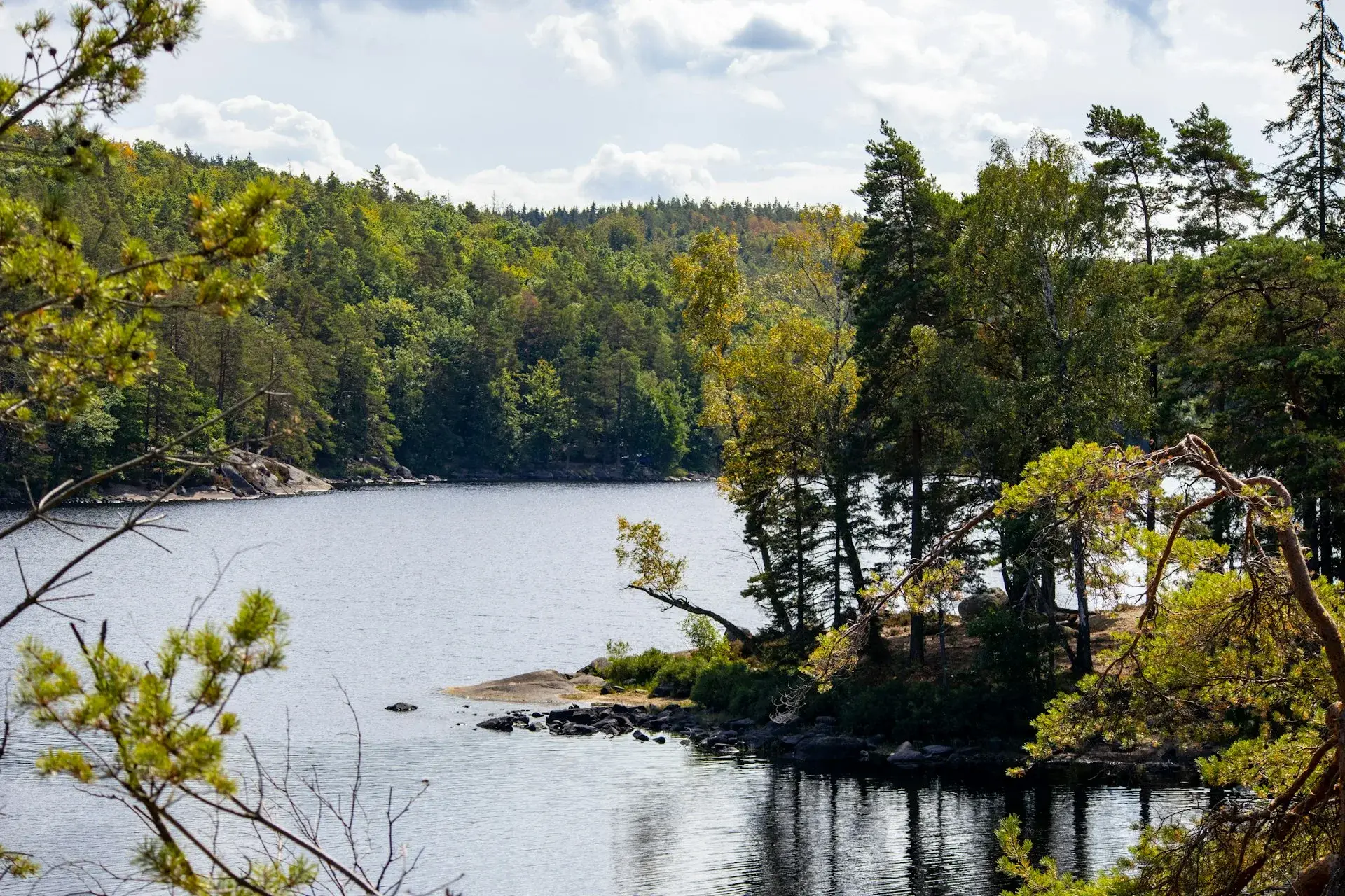 Naturskön damm och skog i Blekinge nära Fröjdadal